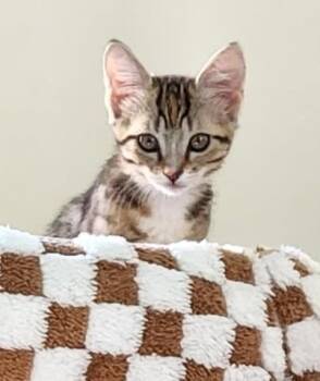 Libby — The Little Explorer Who Wants to See Everything -  Dilute Tortoiseshell Cat for Adoption in Prescott, Arizona - Libby — The Little Explorer Who Wants To See Everything | PetCurious
