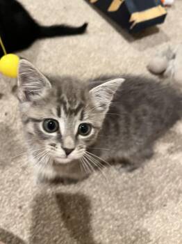 Hazelnut -  Domestic Short Hair Cat for Adoption in Andover, Connecticut - Hazelnut | PetCurious