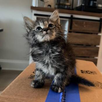 Alice Walton -  Domestic Long Hair Cat for Adoption in Roswell, Georgia - Alice Walton | PetCurious