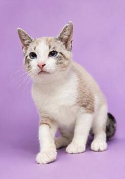 Snoopy -  Domestic Short Hair Cat for Adoption in Columbia, Tennessee - Snoopy | PetCurious