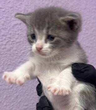 Domestic Short Hair Cats Available for Adoption in El Paso, Texas - Star | PetCurious