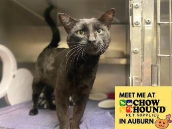 Domestic Short Hair Cats Available for Adoption in Fort Wayne, Indiana - GOLIATH | PetCurious