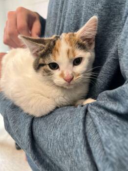 Evelyn -  Domestic Short Hair Cat for Adoption in Bowling Green, Ohio - Evelyn | PetCurious