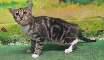 261120  Puddin -  Domestic Short Hair Cat for Adoption in Wetumpka, Alabama - 261120  Puddin | PetCurious