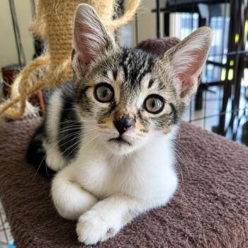 Jessie -  Domestic Short Hair Cat for Adoption in Sunrise, Florida - Jessie | PetCurious