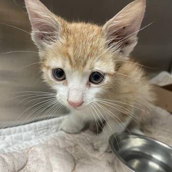 Ripley -  Domestic Short Hair Cat for Adoption in Edinburg, Texas - Ripley | PetCurious