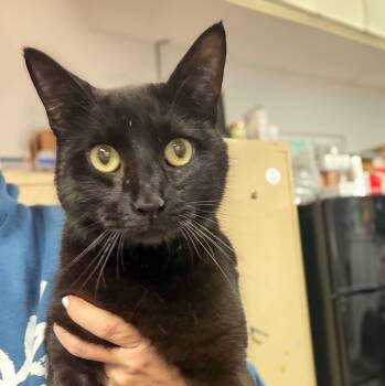 Domestic Short Hair Cats Available for Adoption - Duffel Bag | PetCurious