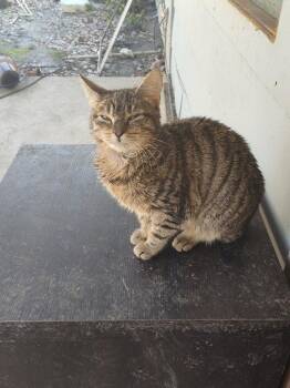 Gingerbread cookies -  Domestic Short Hair Cat for Adoption in Cromwell, Kentucky - Gingerbread Cookies | PetCurious