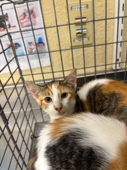 MONROE -  Domestic Short Hair Cat for Adoption in Fort Myers, Florida - MONROE | PetCurious