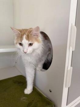 Mario -  Domestic Medium Hair and Domestic Short Hair Cat for Adoption in Traverse City, Michigan - Mario | PetCurious