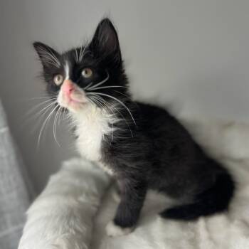 Alfred -  Domestic Short Hair Cat for Adoption in Houston, Texas - Alfred | PetCurious