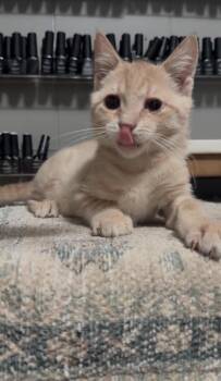 Simba -  Domestic Short Hair Cat for Adoption in Brant, Michigan - Simba | PetCurious