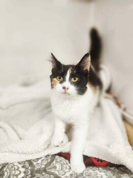 Cali -  Domestic Medium Hair and Tortoiseshell Cat for Adoption in Social Circle, Georgia - Cali | PetCurious
