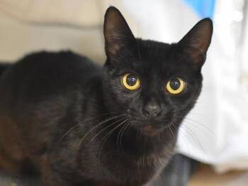 Oolong -  Domestic Short Hair Cat for Adoption in Portland, Oregon - Oolong | PetCurious