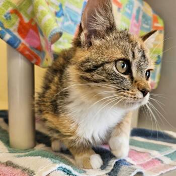 Domestic Short Hair Cats Available for Adoption in Harrisonburg, Virginia - Sweetie | PetCurious