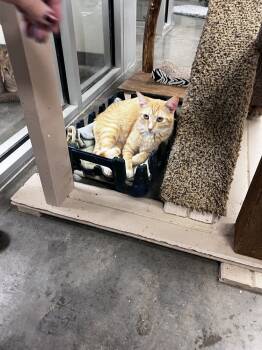 Rescue American Shorthair and Tabby Cats for Adoption in Bartlesville, Oklahoma - Colby | PetCurious