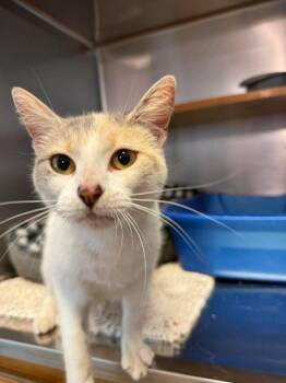 Calico Cats Available for Adoption in Wilmington, North Carolina - Myla | PetCurious