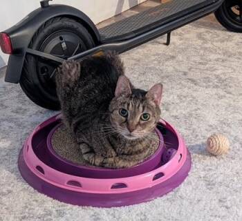 Smokey -  Tabby Cat for Adoption in Washington Grove, Maryland - Smokey | PetCurious