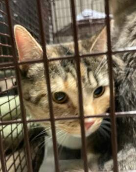 Dorris -  Domestic Long Hair Cat for Adoption in Austin, Texas - Dorris | PetCurious