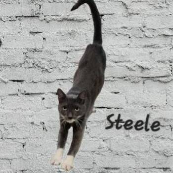 American Shorthair Cats Available for Adoption in Houston, Texas - Steele #old-man-big-heart | PetCurious