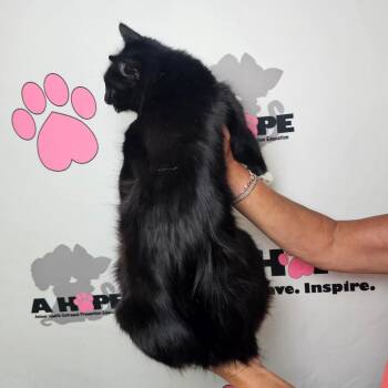 American Shorthair Cats Available for Adoption in Milton, Florida - Snow White | PetCurious