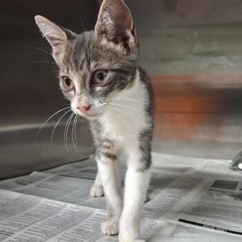Pim -  Domestic Short Hair Cat for Adoption in Pauls Valley, Oklahoma - Pim | PetCurious