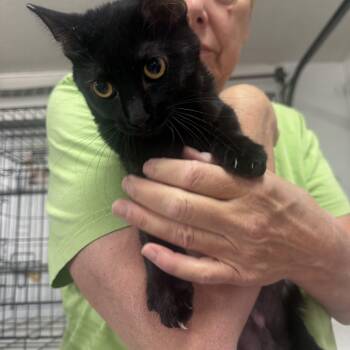 Burmese Cats Available for Adoption in Las Vegas, Nevada - Color Copy | PetCurious