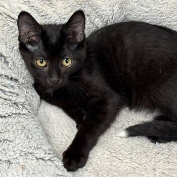 Edsel -  Domestic Short Hair Cat for Adoption in Davenport, Iowa - Edsel | PetCurious