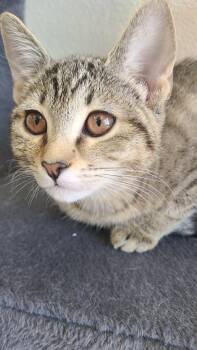 Moki -  Domestic Short Hair Cat for Adoption in Youngtown, Arizona - Moki | PetCurious