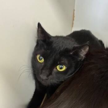 Rescue Domestic Short Hair Cats for Adoption in Jeffersonville, Indiana - Ross | PetCurious