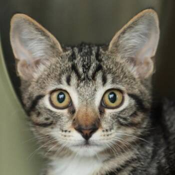 Valentino -  Domestic Short Hair Cat for Adoption in Middletown, Rhode Island - Valentino | PetCurious