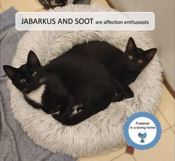 JaBarkus and Soot -  Domestic Short Hair Cat for Adoption in Cincinnati, Ohio - JaBarkus And Soot | PetCurious