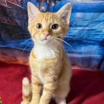 Mango -  American Shorthair Cat for Adoption in Bethel, Connecticut - Mango | PetCurious