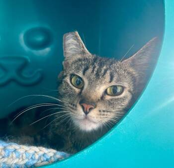 Lunar Eclipse -  Domestic Short Hair Cat for Adoption in Seattle, Washington - Lunar Eclipse | PetCurious