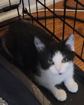 RAYA SUNSHINE -  Domestic Short Hair Cat Available for Adoption in Troutman, North Carolina - RAYA SUNSHINE | PetCurious