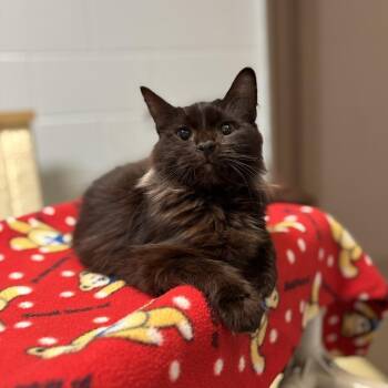 Goldeen -  Domestic Medium Hair Cat for Adoption in Fargo, North Dakota - Goldeen | PetCurious