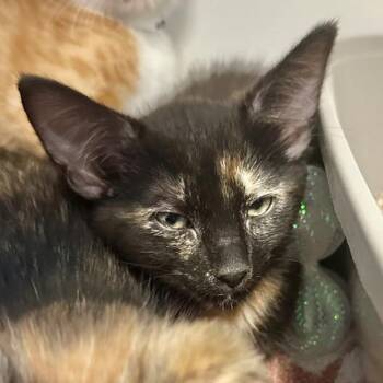 Domestic Short Hair Cats Available for Adoption in Walnut Creek, California - Silverside | PetCurious