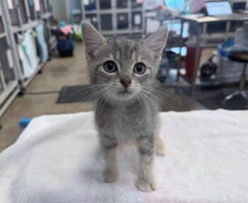 Cufflink -  Domestic Short Hair Cat for Adoption in Raleigh, North Carolina - Cufflink | PetCurious