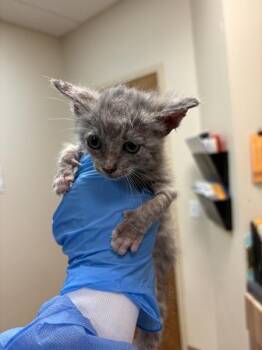 Luwa -  Domestic Short Hair Cat for Adoption in Kennewick, Washington - Luwa | PetCurious