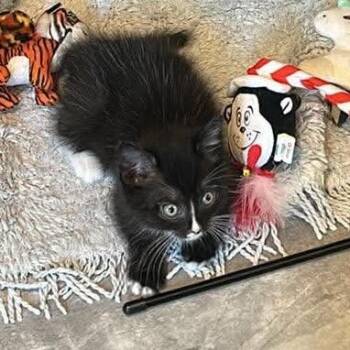 Worple -  Domestic Medium Hair Cat for Adoption in Fredericksburg, Virginia - Worple | PetCurious