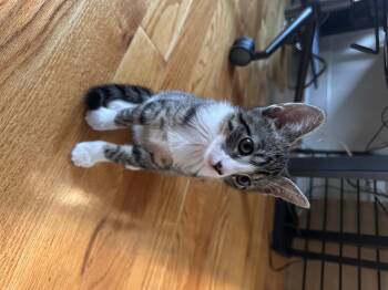 Dill -  Domestic Short Hair Cat for Adoption in Jersey City, New Jersey - Dill | PetCurious
