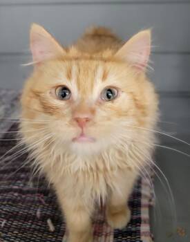 Domestic Long Hair Cats Available for Adoption - Simba | PetCurious