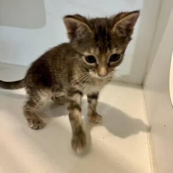 Peachy -  Domestic Short Hair Cat for Adoption in Sarasota, Florida - Peachy | PetCurious