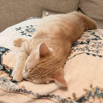 Conga -  Domestic Short Hair Cat for Adoption in Lakewood, California - Conga | PetCurious