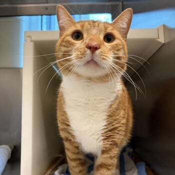 Domestic Short Hair Cats Available for Adoption in Barnstable, Massachusetts - BARON | PetCurious