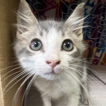 Thanos -  Domestic Short Hair Cat for Adoption - Thanos | PetCurious