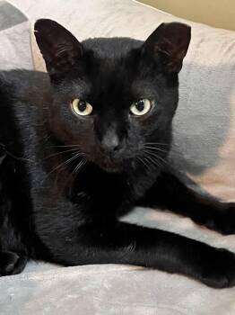 Rescue Domestic Short Hair Cats for Adoption in Ballwin, Missouri - Luther | PetCurious