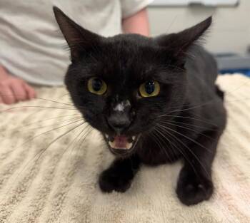 PUMPKIN FITZGERALD -  Domestic Short Hair Cat for Adoption in Peoria, Illinois - PUMPKIN FITZGERALD | PetCurious