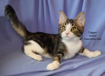 Tigger -  Tabby Cat for Adoption in Euclid, Ohio - Tigger | PetCurious