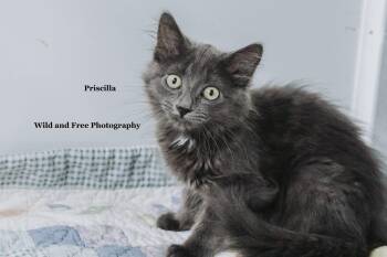 Priscilla -  Domestic Long Hair Cat for Adoption in Morehead, Kentucky - Priscilla | PetCurious
